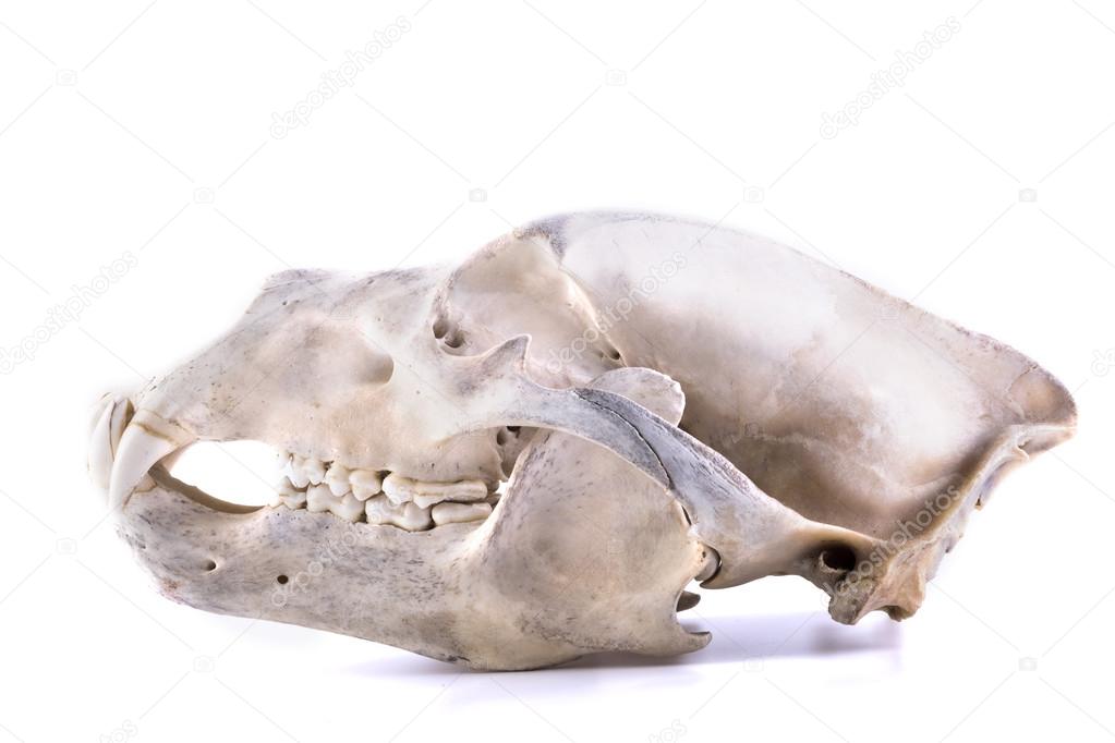 bear skull isolated