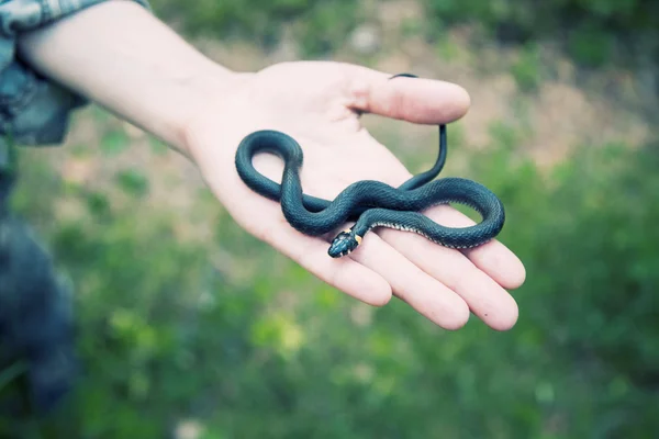 Snake on the hand — Stock Photo, Image