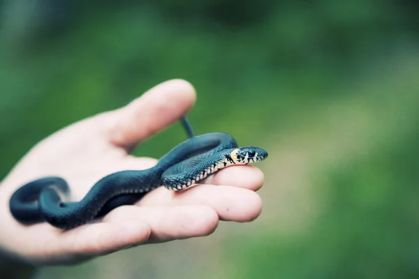 Serpente sulla mano — Foto Stock
