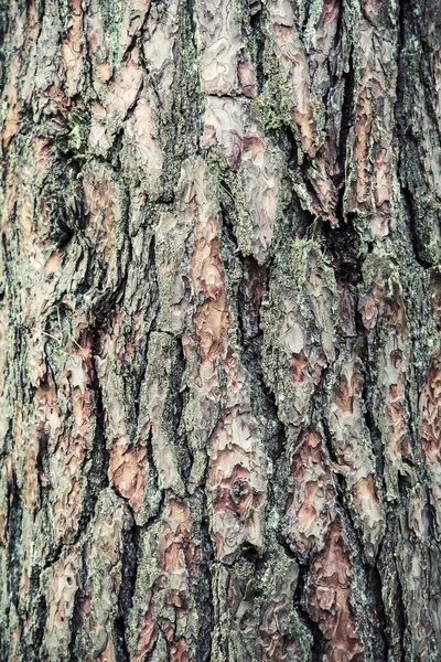 Kabuk eski ağaç uygunluğunu — Stok fotoğraf
