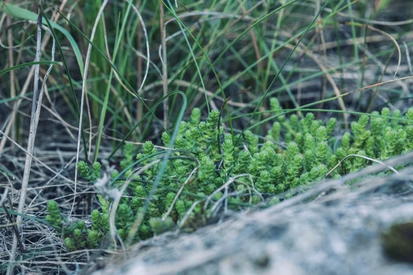 Hierba verde en el bosque — Foto de Stock