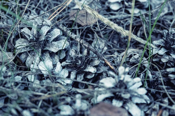 Cones de pinheiro velho outono — Fotografia de Stock