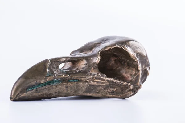 Изолированный череп медного ворона — стоковое фото