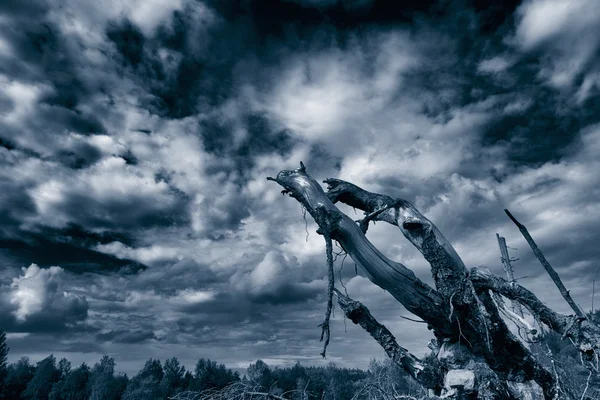 Baumwurzeln über dramatischem Himmel — Stockfoto