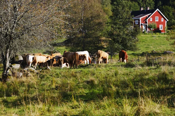 Pascolo mucche nel vecchio paesaggio rurale — Foto Stock