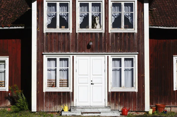 Gammalt hus med jätte hund i fönster — Stockfoto