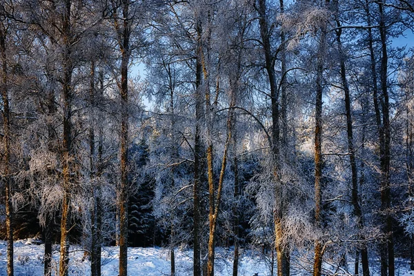 Frosty berk-bomen in de winter — Stockfoto