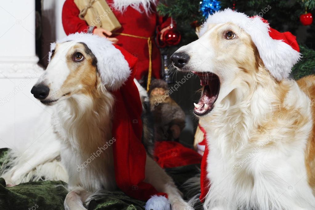 Large Dogs Wishing A Merry Christmas Stock Photo C Lagereek 60200837