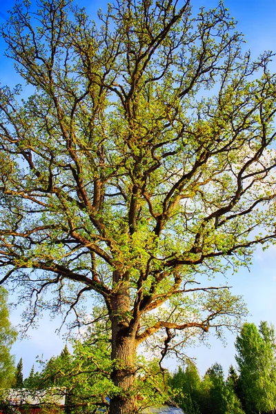 Old oak tree in full bloom — Stock Photo, Image