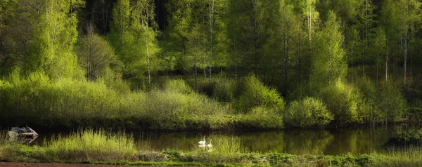 Dois cisnes em um lago interior calmo — Fotografia de Stock