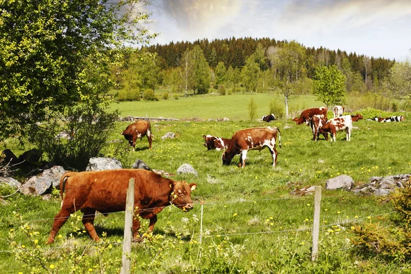Vacas pastando, gado na paisagem rural velha — Fotografia de Stock