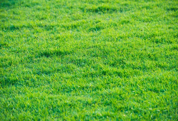 Modèle d'herbe verte du terrain de golf au coucher du soleil Tim — Photo