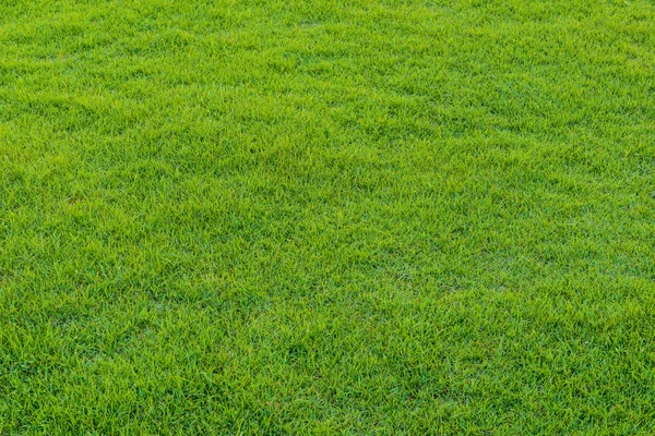 Trawa zielony wzór od pola golfowego w tim zachód — Zdjęcie stockowe