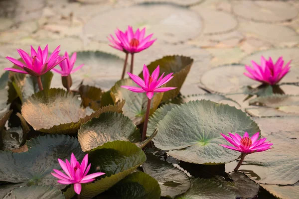 ピンク色の新鮮な蓮の花 — ストック写真