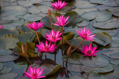 pembe renkli taze çiçek nilüferim