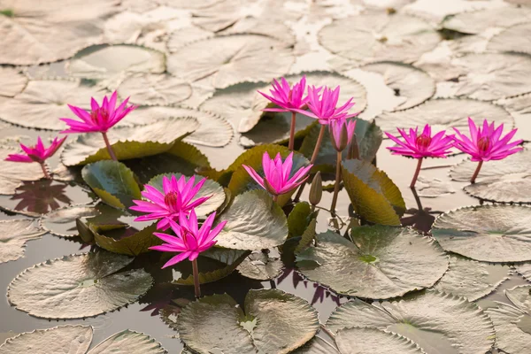 Pink color fresh lotus blossom — Stock Photo, Image