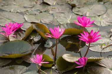 pembe renkli taze nilüferim