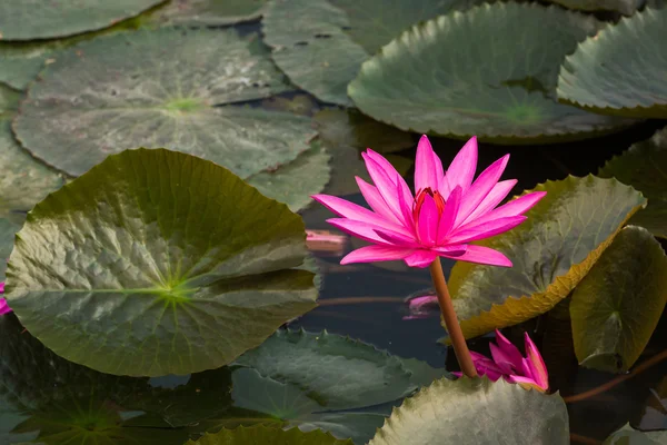 Pink color fresh lotus flower blossom — Stock Photo, Image