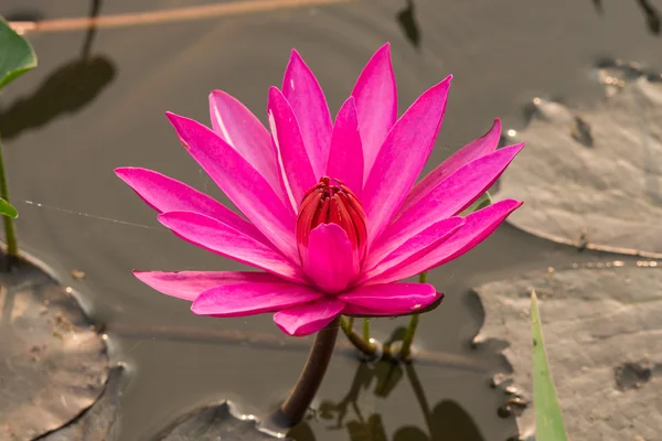 Pink color fresh lotus blossom — Stock Photo, Image