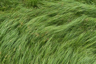 Somun çim, mor nutsedge, Nutsedge, Cocograss