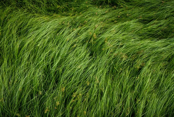 Nakrętka trawy, fioletowy nutsedge, Nutsedge, Cocograss — Zdjęcie stockowe