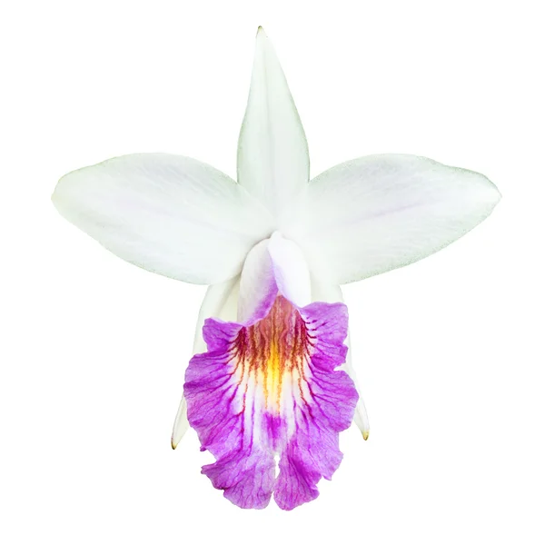 Colore bianco e rosa di orchidea di terra — Foto Stock