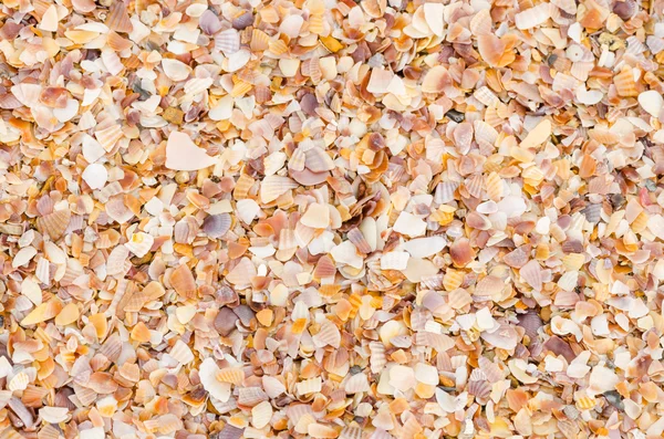 Shell background on a sand beach — Stock Photo, Image