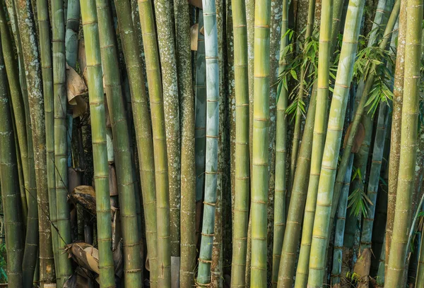 Big fresh bamboo grove in forest — Stock Photo, Image