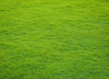  golf sahasında günbatımı tim yeşil çim desen
