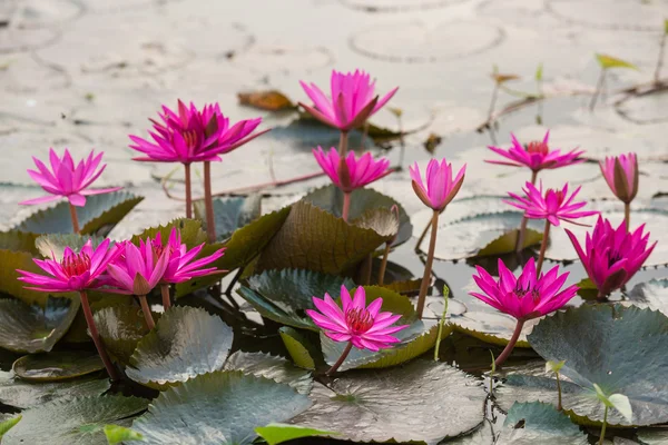 Pink color fresh lotus blossom — Stock Photo, Image