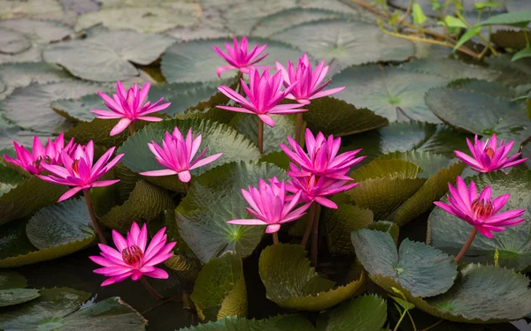 粉红色的颜色新鲜莲藕鲜花盛开 — 图库照片