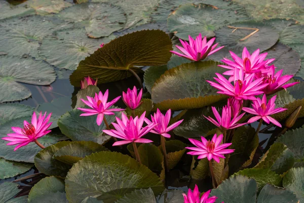 ピンク色の新鮮な蓮の花の花 — ストック写真