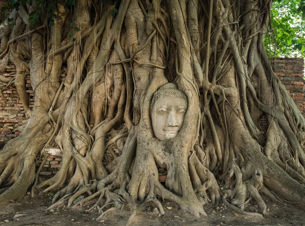 Testa di pietra di Buddha immerso nell'abbraccio della radice dell'albero di bodhi — Foto Stock