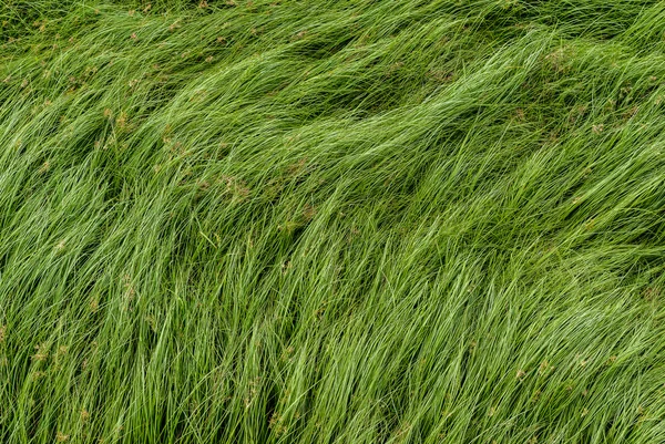 너트 잔디, 자주색 nutsedge, Nutsedge, Cocograss — 스톡 사진