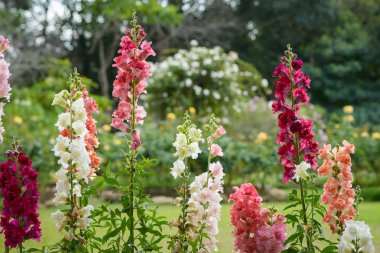 Bahçede çiçek açan ejderha çiçek snap