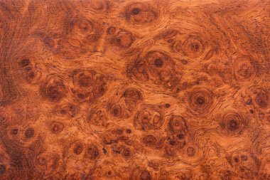 background and texture of Macro Ormosia wood clipart