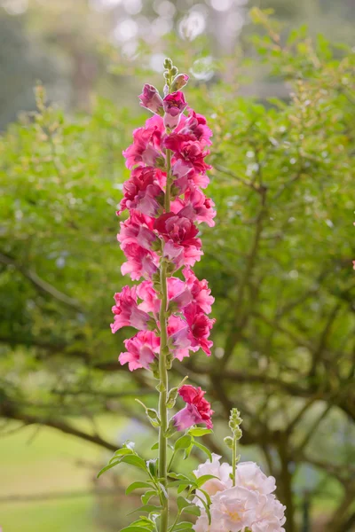 对齐龙朵鲜花，盛开在花园里 — 图库照片