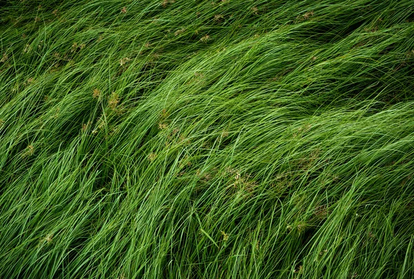 Nakrętka trawy, fioletowy nutsedge, Nutsedge, Cocograss — Zdjęcie stockowe
