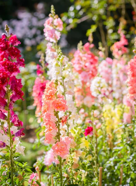 Snap dragon flower blooming in garden — Stock Photo, Image