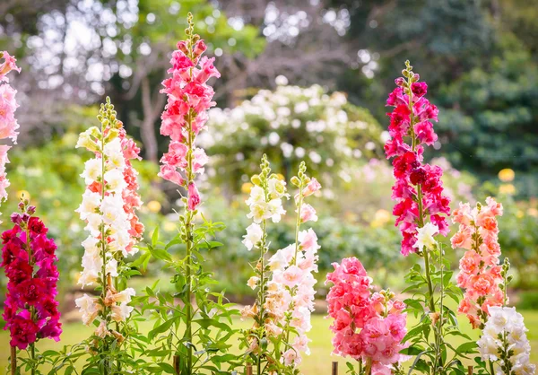 对齐龙朵鲜花，盛开在花园里 — 图库照片