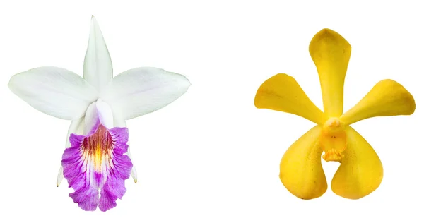 Bei fiori viola del orchid di Dendrobium — Foto Stock