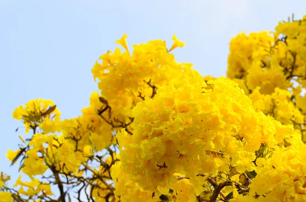 Árbol trompeta de plata — Foto de Stock