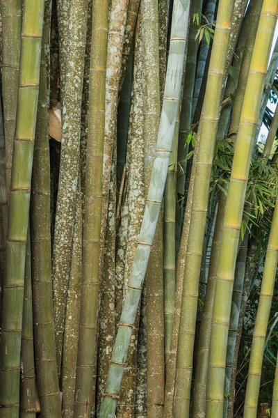 Big fresh bamboo grove in forest — Stock Photo, Image