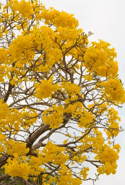 Árbol trompeta de plata — Foto de Stock