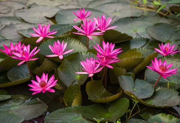 ピンク色の新鮮な蓮の花の花 — ストック写真