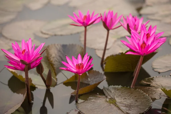 Pink color fresh lotus blossom — Stock Photo, Image