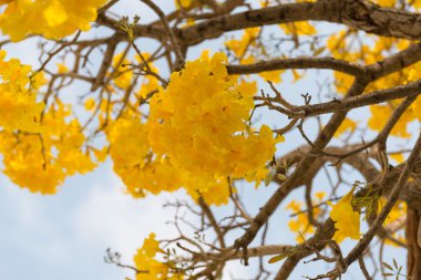 Gümüş trompet ağaç