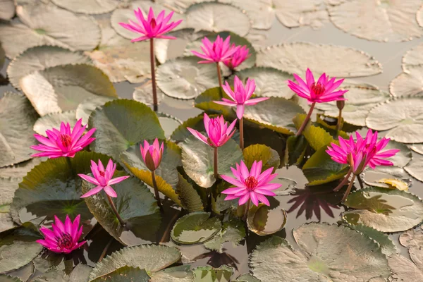 ピンク色の新鮮な蓮の花 — ストック写真