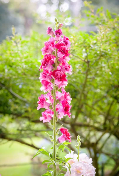 Schnappdrachenblume blüht im Garten — Stockfoto