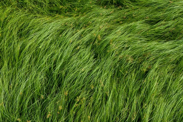 Somun çim, mor nutsedge, Nutsedge, Cocograss